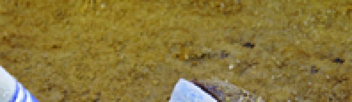 De ontdekking van kwaliteit